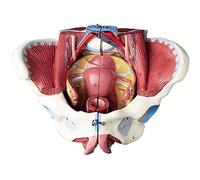 KJMWXOP Modello di Bacino Femminile a grandezza Naturale 1:1 con Muscoli del Pavimento pelvico, perineo, Modello anatomico Femminile, Modelli didattici di Anatomia riproduttiva p