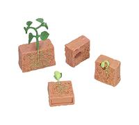 KKPLZZ Giocattolo del Ciclo di Vita delle Piante, Modello Educativo della | Materiale Plastico, Sussidio Didattico per Scienze Naturali, Lezioni in ecorazioni per la Casa, Decorazioni per