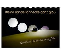 Kleine Bänderschnecke ganz groß - Gemütlich durch das neue Jahr (Wandkalender 2026 DIN A3 quer), CALVENDO Monatskalender: Ein genauer Blick auf die Bänderschnecke an außergewöhnlichen Orten