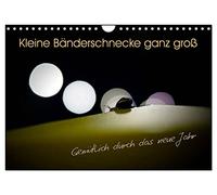 Kleine Bänderschnecke ganz groß - Gemütlich durch das neue Jahr (Wandkalender 2026 DIN A4 quer), CALVENDO Monatskalender: Ein genauer Blick auf die Bänderschnecke an außergewöhnlichen Orten