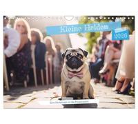 Kleine Helden - eine Hommage an die Mopsrasse (Wandkalender 2026 DIN A4 quer), CALVENDO Monatskalender: Berührende Augenblicke und einzigartige Einblicke in das Leben dieser kleinen Helden.