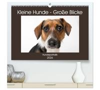 Kleine Hunde - Große Blicke (hochwertiger Premium Wandkalender 2026 DIN A2 quer), Kunstdruck in Hochglanz: Diese Hunde werden Sie mit ihren Blicken verzaubern!