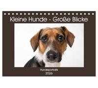 Kleine Hunde - Große Blicke (Tischkalender 2026 DIN A5 quer), CALVENDO Monatskalender: Diese Hunde werden Sie mit ihren Blicken verzaubern!