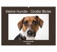 Kleine Hunde - Große Blicke (Wandkalender 2026 DIN A2 quer), CALVENDO Monatskalender: Diese Hunde werden Sie mit ihren Blicken verzaubern!