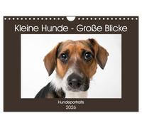 Kleine Hunde - Große Blicke (Wandkalender 2026 DIN A4 quer), CALVENDO Monatskalender: Diese Hunde werden Sie mit ihren Blicken verzaubern!