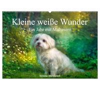 Kleine weiße Wunder - ein Jahr mit Maltesern (Wandkalender 2027 DIN A2 quer), CALVENDO Monatskalender: Wenn Sie Malteser lieben, greifen Sie zu!