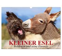 Kleiner Esel. Boldewyn und seine Freunde (Wandkalender 2027 DIN A3 quer), CALVEN