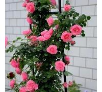 Klettern Rosensamen Weinbergsteiger Seltene Rosensorten Samen Mehrjährige Rosa Bush Samen für Zäune gitter pflanzen im freien Dark Pink100Pcs