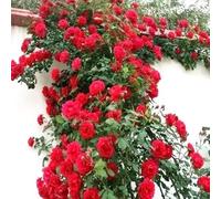 Klettern Rosensamen Weinbergsteiger Seltene Rosensorten Samen Mehrjährige Rosa Bush Samen für Zäune gitter pflanzen im freien Red100pcs