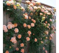 Klettern Rosensamen Weinbergsteiger Seltene Rosensorten Samen Mehrjährige Rosa Bush Samen für Zäune gitter pflanzen im freien Orange200PCS