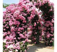 Klettern Rosensamen Weinbergsteiger Seltene Rosensorten Samen Mehrjährige Rosa Bush Samen für Zäune gitter pflanzen im freien Pink100pcs