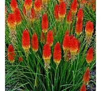 Kniphofia Mixed Uvaria Tritoma Red Hot Poker Appx 200 Seeds: Package Contains Seeds