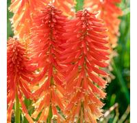 Kniphofia Poco Sunset - Tritoma Nana Perenne Rustica da Esterno | Pianta rustica ideale per vasi, contenitori e aiuole: perfetta da piantare in giardino nella stagione giusta.