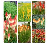 Kniphofia, raro in vaso giardino decorazioni esterni balcone 115semi