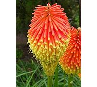 Kniphofia Rooperi - Stunning Red Hot Poker - 10 Seeds - the perennials : Package Contains seeds