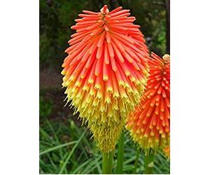 Kniphofia Rooperi - Stunning Red Hot Poker - 10 Seeds - the perennials : Package Contains seeds