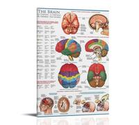 KNKncnv Human Brain Anatomy Atlas - Poster decorativo da parete, per soggiorno, camera da letto, decorazione moderna per camera da letto, 30 x 45 cm