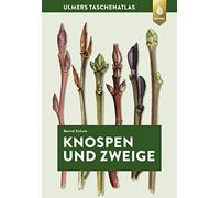 Knospen und Zweige: 270 Gehölze im Winter bestimmen