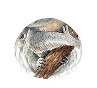 Koala Bear Cuffia da doccia riutilizzabile sul ramo Adorabile animale Australia Faccia buffa Albero della fauna selvatica Cuffia da doccia grande Cuffia per capelli da doccia, Cuffia da bagno, Coper