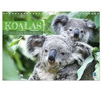 Koalas: die flauschigen Herzensbrecher (Wandkalender 2026 DIN A4 quer), CALVENDO Monatskalender: Koalas: Lebende Teddybären aus Australien