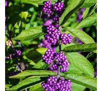Kochia Scoparia semi di resistenti vaso per,da ombra d'appartamento Piantatappezzante e resistente da giardino 100Seme