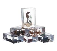 KOCKSHION 6 Pezzi Esimplari di Insetti Conservati in Resina per Educazione Scientifica e Decorazione Ufficio, Artigianato Elegante e Oggetti da Collezione per Spazi di Lavoro