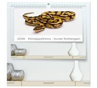 Königspythons - bunte Schlangen (hochwertiger Premium Wandkalender 2026 DIN A2 quer), Kunstdruck in Hochglanz: Kein anderes Reptil wird in so ... Farbmorphen gezüchtet wie der Königspython.