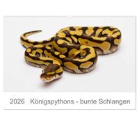 Königspythons - bunte Schlangen (Wandkalender 2026 DIN A2 quer), CALVENDO Monatskalender: Kein anderes Reptil wird in so unterschiedlichen Farbmorphen gezüchtet wie der Königspython.