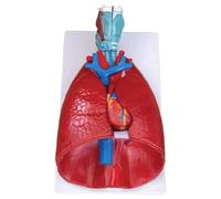 KOHARA Modello anatomico Modello anatomico Modello del Sistema respiratorio Modello del Corpo Umano Modello anatomico 7 Laringe Struttura cardiopolmonare Modelli didattici Educare