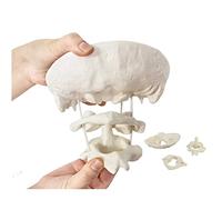KOHARA Modello di Osso occipitale Umano Modello didattico per Osso occipitale con Vertebre, Modello di Osso occipitale ingrandito 1,5X 14X18x11,5 cm