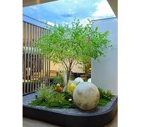 KOIAMVZW Funco di ulivo in Vaso in Vaso in Vaso a Cavallo Artificiale Legno Ubriaco in pentole Funzione Oliva Olive Albero Artificiale per casa Moderna Dispri del salo