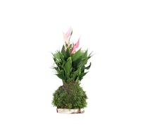 Kokedama Mix diverse varietà pianta ornamentale da arredo interno Kokedama metodo di coltivazione Giapponese pianta vera venduta da eGarden.store (Anthurium Lilli)