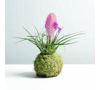 Kokedama Tillandsia Rosa | Kokedama Naturale | Tecnica Giapponese | Palla di Muschio | con una Base di Lavagna