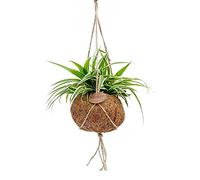 Kokodama Chlorophytum in un vaso Kokodama da appendere giglio verde ca. 15 cm