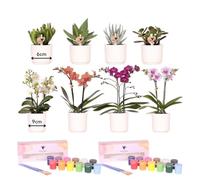 Kolibri Creatives | Kit di pittura per dipingere 8 vasi + orchidee e piante succulente | per almeno 4 persone | Visionario creativo
