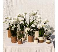 Kolibri Home Interruttore Zierpflanztopf Bianco Ø6 CM per Un Tranquillo E