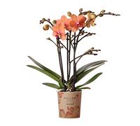 Kolibri Orchids | Orange Phalaenopsis Orchidea - Mineral Bolzano - Dimensione vaso Ø 9 cm | Fioritura pianta in vaso - fresca dall'allevatore