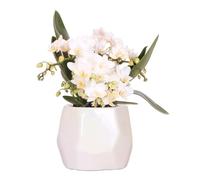 Kolibri Orchids | Orchidea bianca 'Nazaré' + Vaso ornamentale perlato Travertine | Dimensioni del vaso Ø9 cm | Pianta d'appartamento fiorita - Fresca dal coltivatore