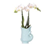 Kolibri Orchids | orchidea bianca Phalaenopsis - Amabilis + vaso di pesce turchese - dimensioni vaso Ø 9 cm | pianta da interno fiorita - fresca dall'allevatore