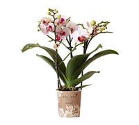 Kolibri Orchids | Orchidea bianca Phalaenopsis - Mineral Gibilterra - Dimensione vaso Ø 9 cm | pianta da interno fiorita - fresca dall'allevatore