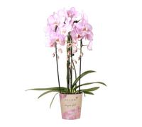 Kolibri Orchids | orchidea rosa Phalaenopsis - Caso Niagara - dimensioni vaso Ø 12 cm | pianta da interno fiorita - fresca dall'allevatore