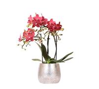 Kolibri Orchids | orchidea rossa Phalaenopsis - Congo + vaso Elite argento - dimensioni vaso Ø 9 cm - altezza 40 cm | pianta fiorita in vaso - fresca dal coltivatore