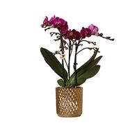 Kolibri Orchids | Orchidea viola Phalaenopsis - Morelia + vaso decorativo diamantato oro - dimensioni vaso Ø 9 cm - altezza 35 cm | pianta fiorita - fresca dall'allevatore