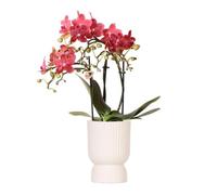 Kolibri Orchids | Rosa viola Phalaenopsis Orchidea - El Salvador + Diabolo Travertine - Dimensioni vaso Ø 9 cm | piante da interno fiorite - fresche dal coltivatore