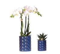 Kolibri Orchids | Set di orchidea bianca Amabilis e piante grasse in vaso decorativo caramelle blu - dimensioni vaso Ø 9 cm & Ø 6 cm | pianta da interno fiorita - fresca dall'allevatore