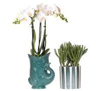 Kolibri Orchids | Set di orchidea bianca amabilis in vaso di pesce verde e piante grasse in vaso a strisce verdi - Dimensioni vaso Ø 9 cm | Pianta da interno in fiore - Fresca dall'allevatore