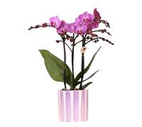 Kolibri Orchids | Viola Phalaenopsis Orchidee Vienna + vaso a strisce dipinte viola - Dimensioni vaso Ø 9 cm | Pianta da appartamento fiorita - Fresca dall'allevatore