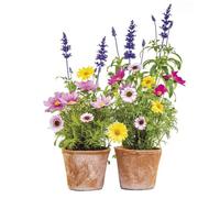 Komar Adesivo per finestre SPRINGTIME, multicolore, 16000