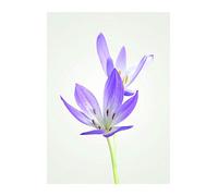 Komar Autumn Crocus P068-30 x 40 cm (larghezza x altezza) - Poster da parete senza cornice - 30 x 40 cm