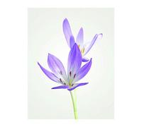 Komar Autumn Crocus P068-40x50 - Poster da Parete con Stampa Artistica Senza Cornice, 40 x 50 cm (Larghezza x Altezza)